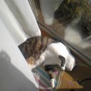ネコちゃんず456日目