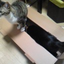 ネコちゃんず458日目