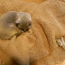 ヌコヌコしいにも程があるっ！　“お前等の、オカアサンによる、お前等の為の暖か生活”　の巻