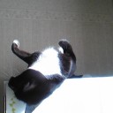 ネコちゃんず463日目