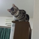 朝鳴きがおさまった！