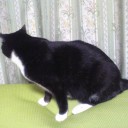 ネコちゃんず467日目