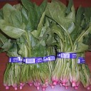 赤根ほうれん草は、ほうれん草より倍に美味しい！
