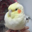新しい