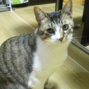 ネコちゃんず473日目