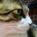 ネコちゃんず476日目