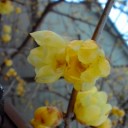 蝋梅の花