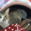ネコちゃんず482日目