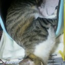 ネコちゃんず483日目