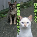 2月11日の日記