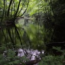 仲道の池