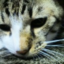 ネコちゃんず495日目