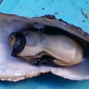 ぶらり浦村牡蠣の旅