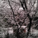 雪やこんこん