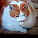 巨大なおネコ様を