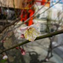 2月26日の日記