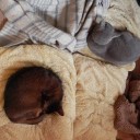 宿無しカアサンの憂鬱　“過剰猫たんぽの実害と傾向と対策”　の巻