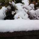 いつまでもピンクで