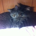 ねこども１０ヶ月