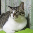 ネコちゃんず509日目