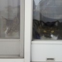 ネコちゃんず511日目