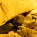 猫袋御使用の際の誤使用例　“被ってはいけない理由はないけど(’A`)”　の巻