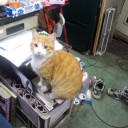 兄者近影　“野良猫は電池切れが早くて切ない”　の巻