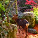 退院