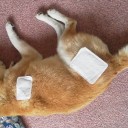 ホッカイロ犬