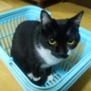 ネコちゃんず530日目