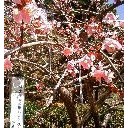 梅園