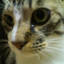 ネコちゃんず531日目