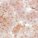 まだ三月