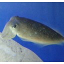 江ノ島水族館