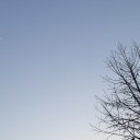 発つ鳥（月の出の木蓮）