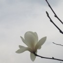 発つ鳥（月の出の木蓮）