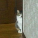 ネコちゃんず539日目