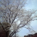 さくら。