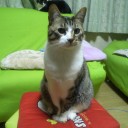 ネコちゃんず542日目