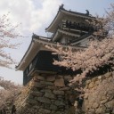 ただいま桜が満開です。