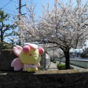 桜＆チェリム