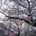 桜といって思い浮かべる曲。