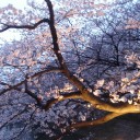 桜といって思い浮かべる曲。