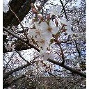 花見