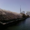 横十間川