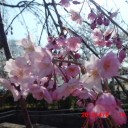 お花見♪