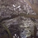 花見