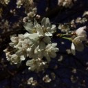 2012年4月8日