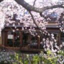 sakura♪sakura