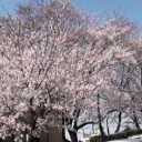春日井サボテンフェア＆落合公園の桜